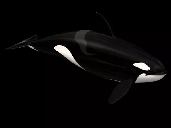 Fish Flagfish 3d model