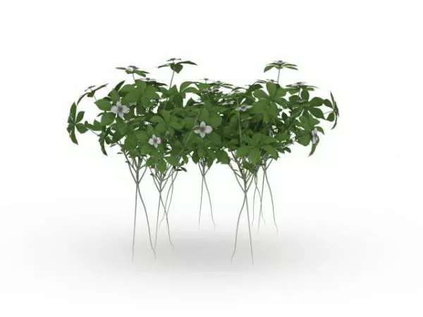 Organic Herb Plants Garden Decoration 3d model Organic Herb Plants Garden Decoration 3d model