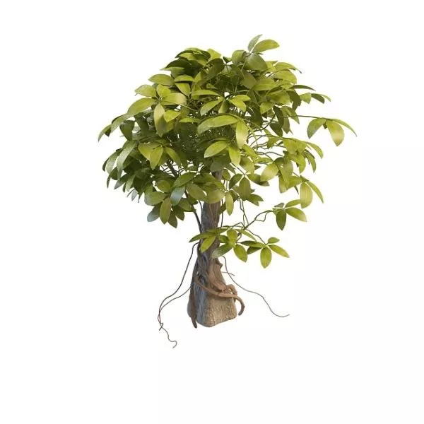 Garden Ficus Tree 3d model Garden Ficus Tree 3d model