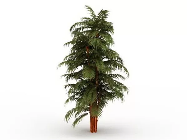 Coconut Palm Tree Forest 3d model