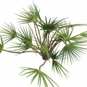 Indoor Palm Plants Ornamental 3d model