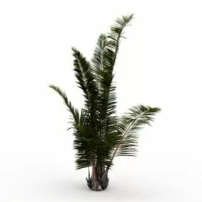 Ornamental Palm Tree Plant 3d model