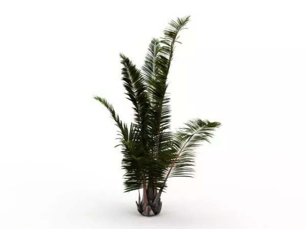 Palm Tree At The Beach 3d model