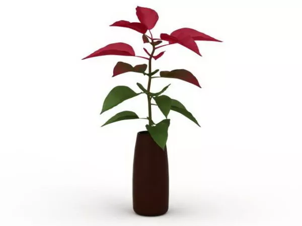 Indoor Ornamental Plants In Vase 3d model Indoor Ornamental Plants In Vase 3d model