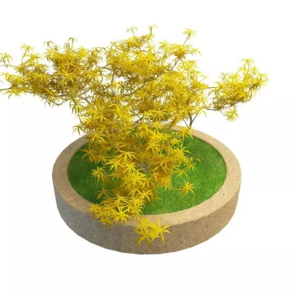 Ornamental Tree Indoor Concrete Planter 3d model Ornamental Tree Indoor Concrete Planter 3d model