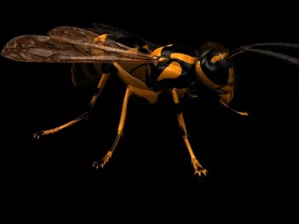 Longhorn Beetle Insect 3d model