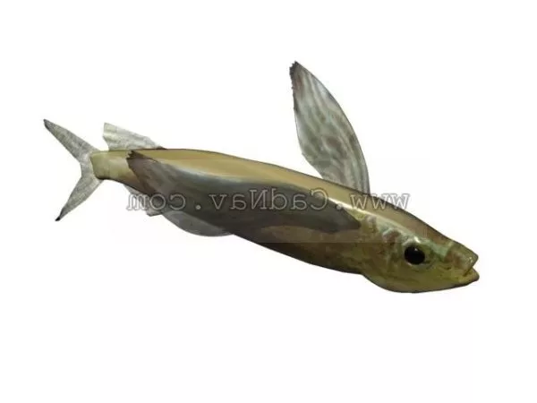 Mullet Fish 3d model