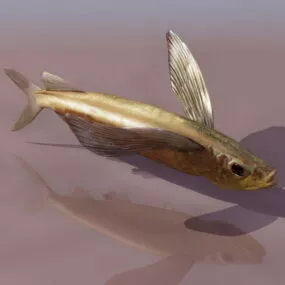 Sea Parexocoetus Flying Fish 3d model