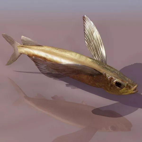 Piranha 3d model