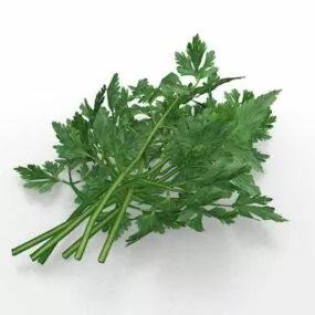 Parsley Herb Vegetable 3d model