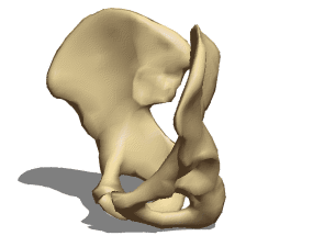 Anatomy Pelvic Bone 3d model