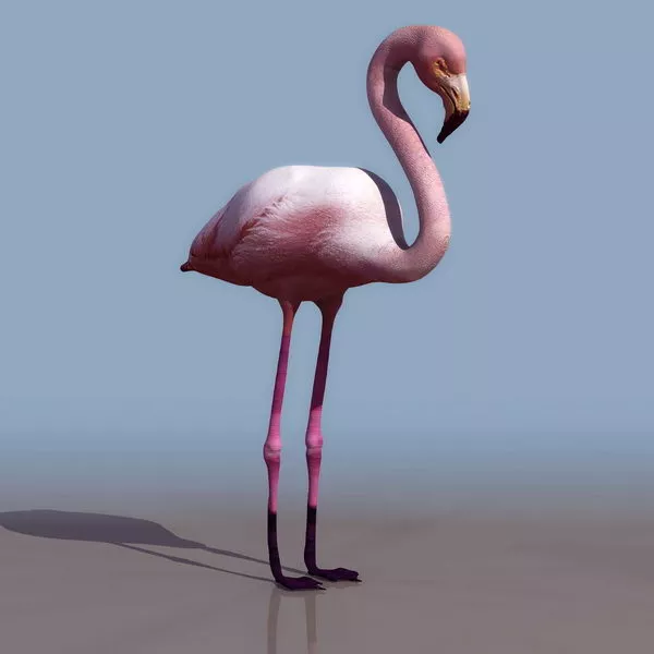 Animal Pink Flamingo 3d model Animal Pink Flamingo 3d model