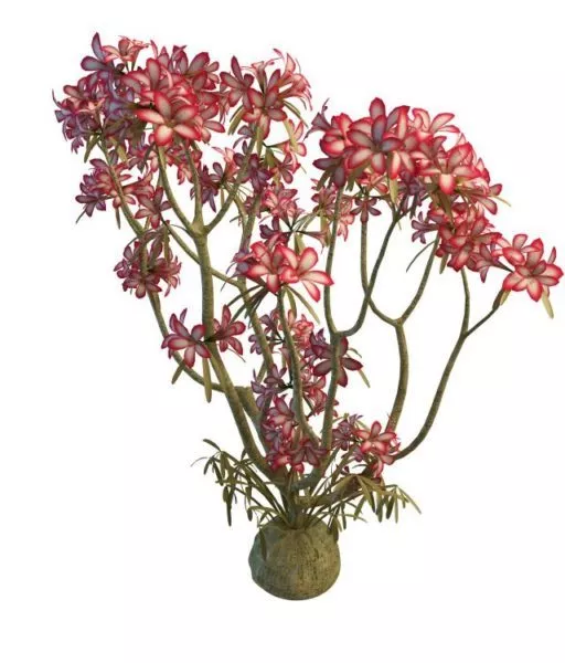 Pink Flower Plant Tree 3d model Pink Flower Plant Tree 3d model