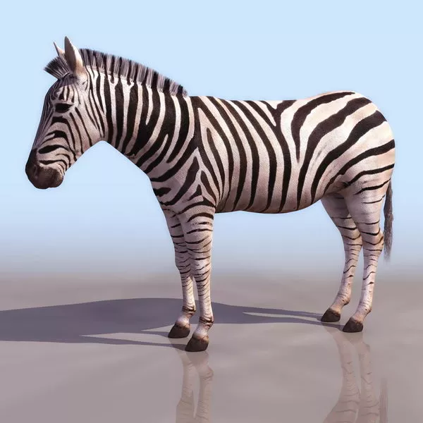Zebra Animal In African Grass Field 3d model