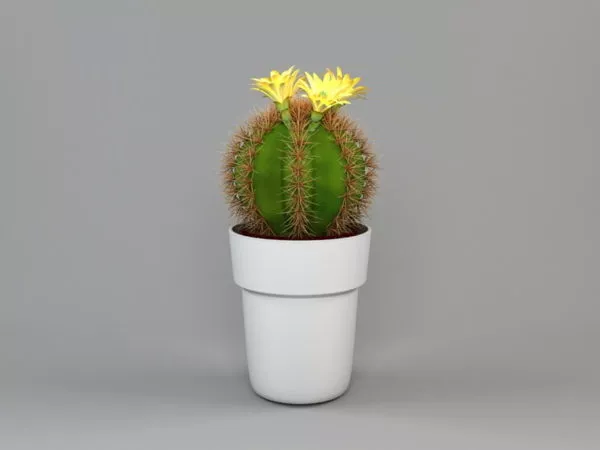Office Potted Cactus Plant 3d model Office Potted Cactus Plant 3d model