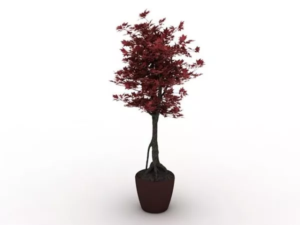 Single Red Maple Tree 3d model