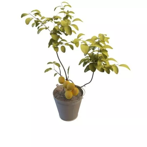 Potted Apricot Indoor Plant 3d model Potted Apricot Indoor Plant 3d model