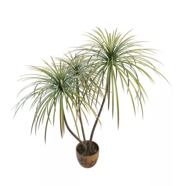 Office And Home Potted Bamboo Palm 3d model Office And Home Potted Bamboo Palm 3d model