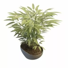 Indoor Bamboo Plants In Pot 3d model