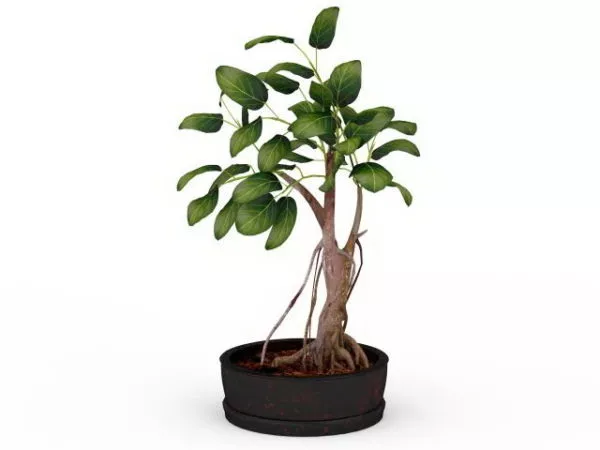 Indoor Potted Bonsai Tree 3d model Indoor Potted Bonsai Tree 3d model
