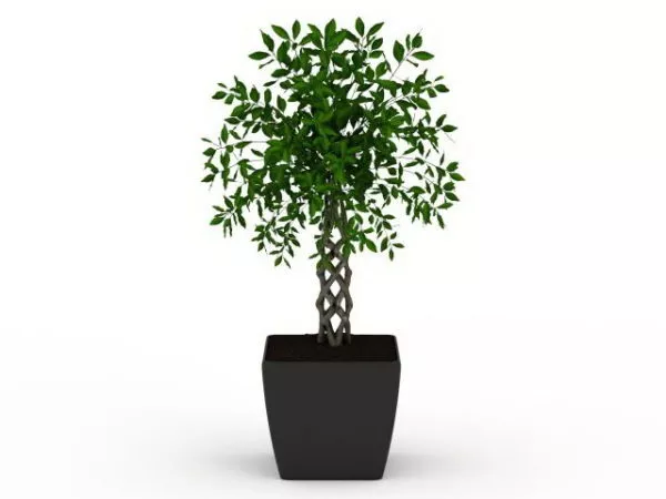 Indoor Potted Braided Plant 3d model Indoor Potted Braided Plant 3d model