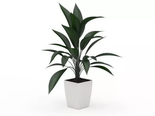 Indoor Garden Potted Broad Leaf Plant 3d model Indoor Garden Potted Broad Leaf Plant 3d model