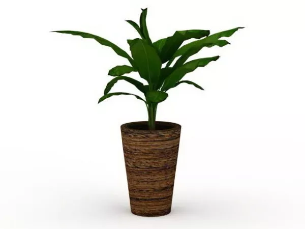 Indoor Potted Broad Leaved Plant 3d model Indoor Potted Broad Leaved Plant 3d model