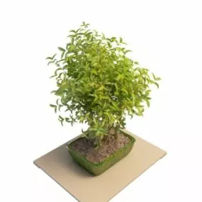 Potted Camellia Plant 3d model