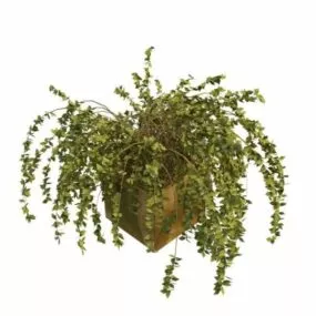Indoor Potted Shrubs 3d model