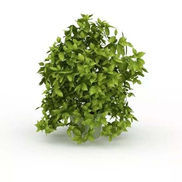 Potted Evergreen Indoor Tree 3d model Potted Evergreen Indoor Tree 3d model