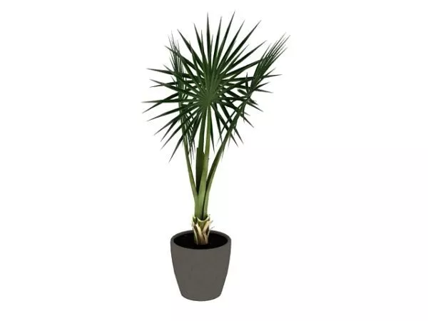 Indoor Potted Fan Palm Tree 3d model Indoor Potted Fan Palm Tree 3d model