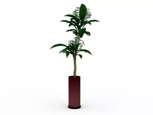 Indoor Potted Flowering Plant 3d model Indoor Potted Flowering Plant 3d model