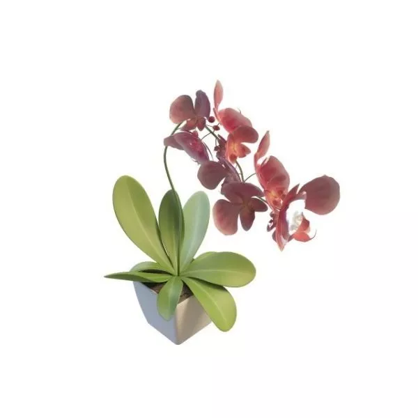 Office Indoor Potted Flowers 3d model Office Indoor Potted Flowers 3d model