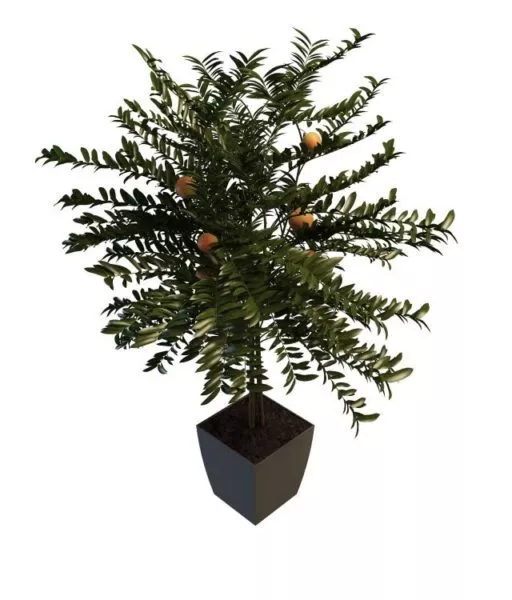 Potted Home Fruit Trees 3d model Potted Home Fruit Trees 3d model