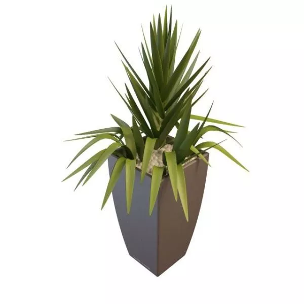 Indoor Potted Gladiolus Plant 3d model Indoor Potted Gladiolus Plant 3d model
