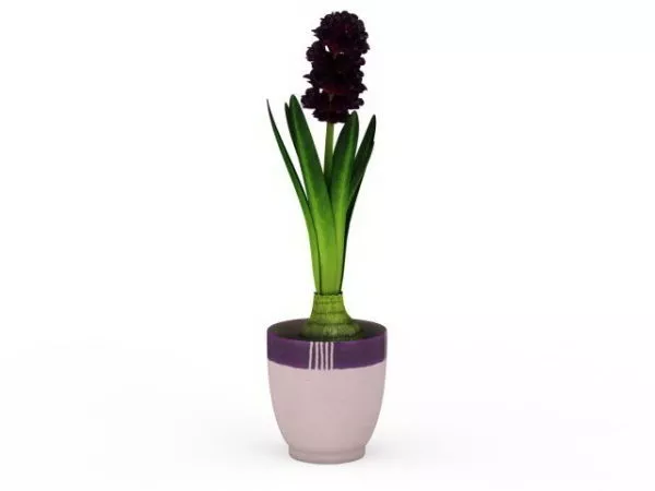 Indoor Potted Hyacinth Plant 3d model Indoor Potted Hyacinth Plant 3d model