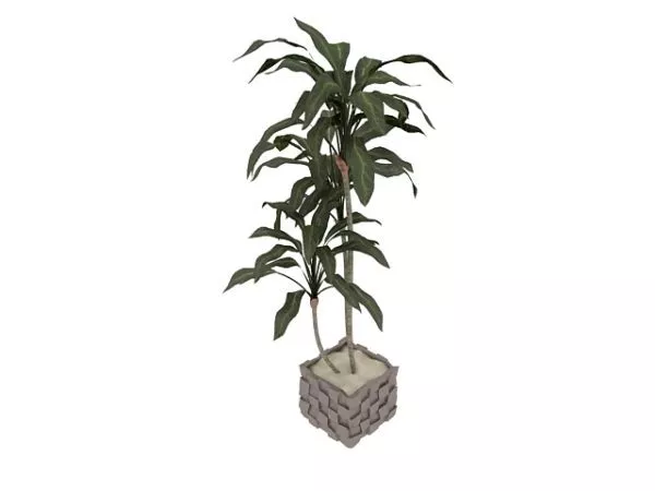 Potted Indoor Trees 3d model Potted Indoor Trees 3d model