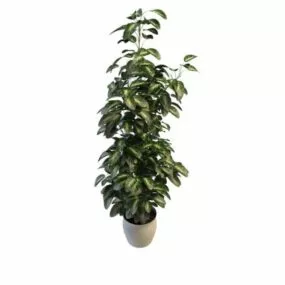 Lemon Thyme Plant In Pot 3d model