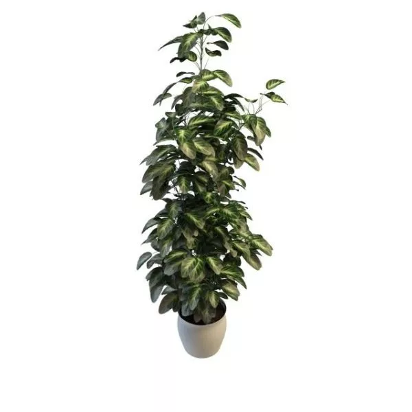 Lemon Thyme Plant In Pot 3d model Lemon Thyme Plant In Pot 3d model
