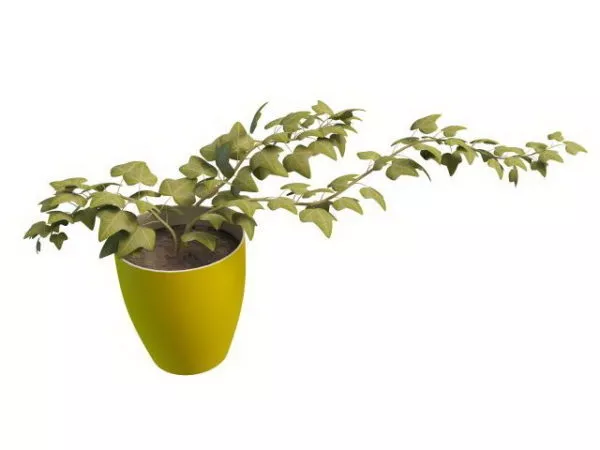 Potted Maple Tree Indoor Plant 3d model Potted Maple Tree Indoor Plant 3d model
