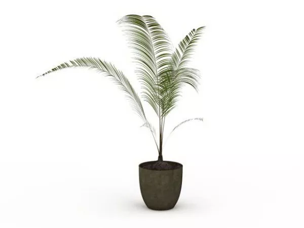 Potted Indoor Palm Tree 3d model Potted Indoor Palm Tree 3d model