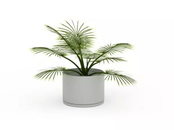 Small Potted Palm Indoor Plants 3d model Small Potted Palm Indoor Plants 3d model