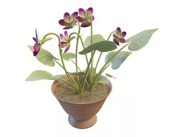 Living Room Potted Plant Flowers 3d model Living Room Potted Plant Flowers 3d model