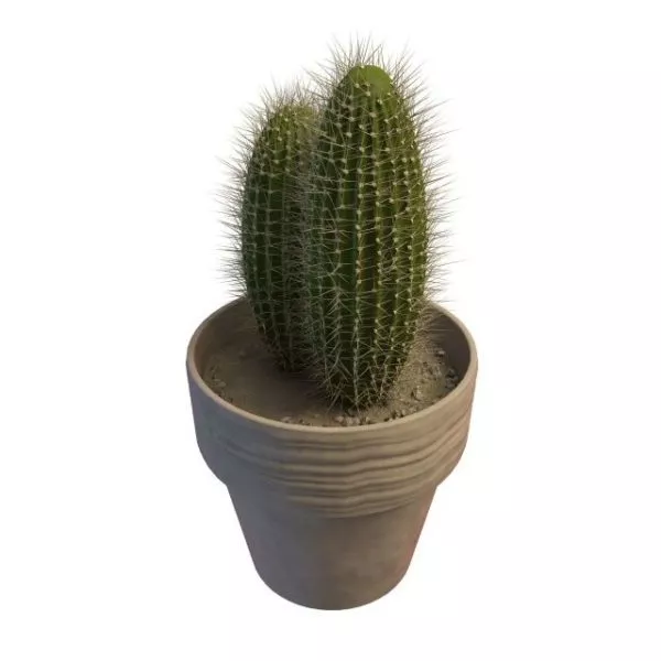 Potted Cactus 3d model Potted Cactus 3d model