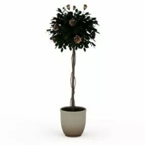 Indoor Potted Tall Tree 3d model