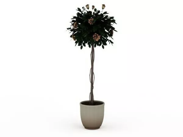 Indoor Potted Tall Tree 3d model Indoor Potted Tall Tree 3d model