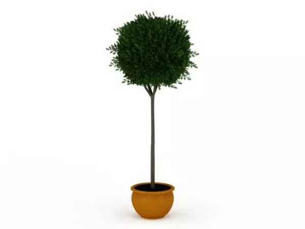 Indoor Potted Topiary Tree 3d model Indoor Potted Topiary Tree 3d model