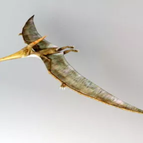 Pteranodon Dinosaur Rig 3d model