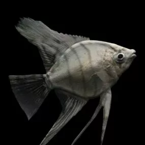 Animal Freshwater Angelfish 3d model