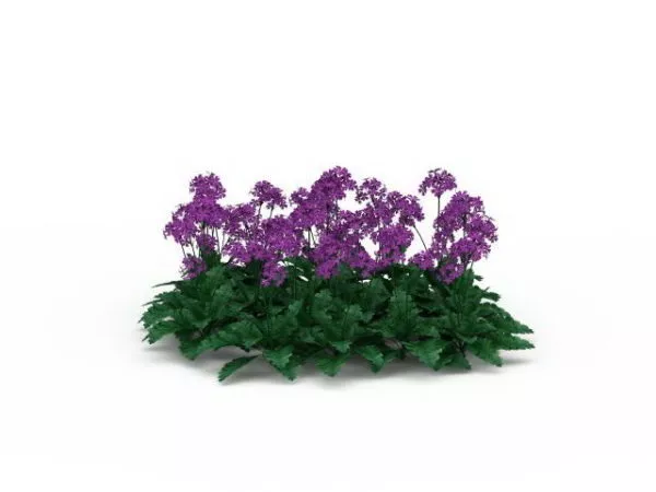 Purple Flower Plants 3d model Purple Flower Plants 3d model